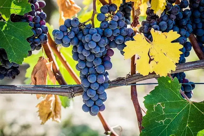 Zdjęcie Kaloryczność winogron: ile faktycznie kalorii ma jedno winogrono i 100g